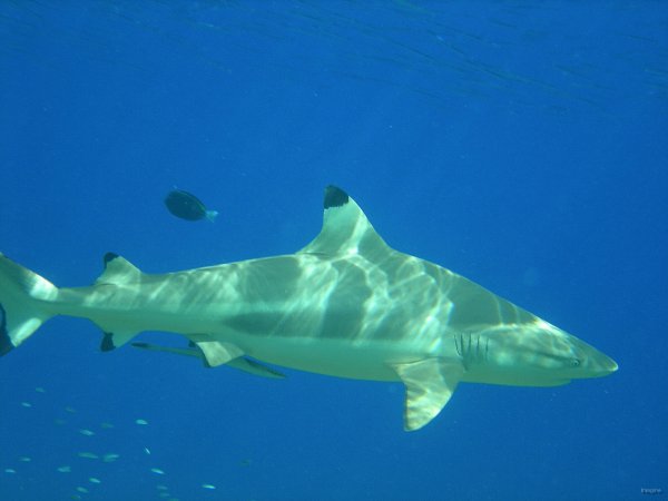 61- Requin pointe noire et son remora 